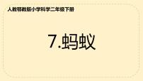 科学二年级下册7 蚂蚁多媒体教学课件ppt