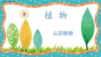 冀人版 (2017)一年级上册5 认识植物一等奖教学ppt课件