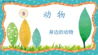 小学科学冀人版 (2017)一年级上册7 身边的动物优秀教学课件ppt