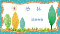 小学科学冀人版 (2017)一年级上册动物9 观察金鱼精品教学ppt课件