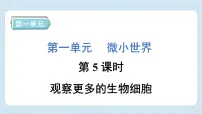 小学教科版 (2017)5.观察更多的生物细胞习题课件ppt