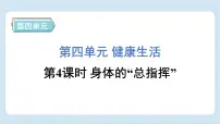 小学科学教科版 (2017)五年级上册4.身体的 “总指挥”习题ppt课件