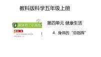 小学科学教科版 (2017)五年级上册4.身体的 “总指挥”获奖教学课件ppt