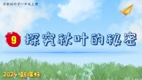 小学科学苏教版（2024）一年级上册9 探究秋叶的秘密图片ppt课件