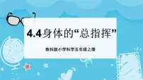 教科版 (2017)五年级上册4.身体的 “总指挥”图文课件ppt
