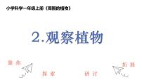 小学科学教科版（2024）一年级上册2. 观察植物精品课件ppt