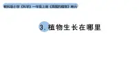 小学科学教科版（2024）一年级上册第一单元 周围的植物3. 植物长在哪里教学ppt课件