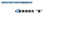 小学科学教科版（2024）一年级上册4. 给植物画张“像”教学课件ppt