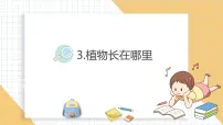 教科版（2024）一年级上册（2024）3. 植物长在哪里教学ppt课件