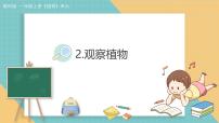 小学科学教科版（2024）一年级上册（2024）2. 观察植物教学ppt课件