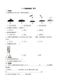 小学科学教科版（2024）一年级上册（2024）4. 给植物画张“像”课时练习