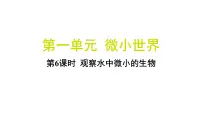 小学科学教科版（2024）六年级上册6.观察水中微小的生物习题课件ppt