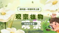 小学科学教科版（2024）一年级上册（2024）第一单元 周围的植物2. 观察植物优秀教学课件ppt