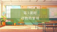 小学科学大象版（2024）三年级上册（2017）1 动物的繁殖优秀教学课件ppt