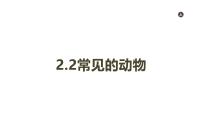 大象版（2024）一年级上册（2024）1 观察兔子教学ppt课件