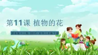 青岛版（六三制）(2024)三年级下册（2017）11 植物的花一等奖课件ppt