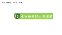 小学科学教科版（2024）六年级上册5.观察更多的生物细胞教学ppt课件