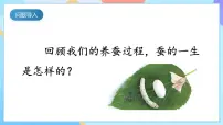 小学科学人教鄂教版（2024）四年级下册8 蚕的一生获奖ppt课件