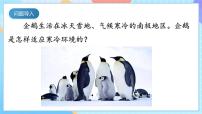 小学人教鄂教版（2024）11 不同环境中的动物精品ppt课件
