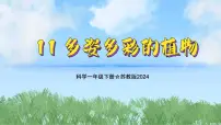小学苏教版(2024)11 多姿多彩的植物教学课件ppt