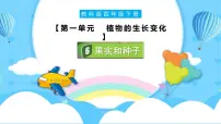 小学科学教科版（2024）四年级下册6.果实和种子公开课ppt课件
