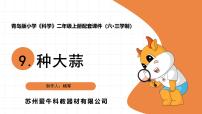 青岛版（六三制）(2024)二年级上册种大蒜教学ppt课件