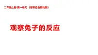 小学科学湘科版（2024）二年级上册（2024）2 观察兔子的反应课文ppt课件
