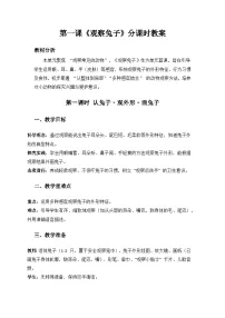 小学科学大象版（2024）一年级上册（2024）观察兔子教案