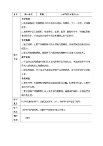 小学科学教科版（2024）四年级下册种子里孕育着新生命教案设计