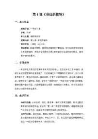 小学科学粤教粤科版（2024）一年级下册（2024）第4课 身边的植物教案设计