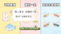 小学教科版（2024）4.幼蚕在生长说课课件ppt