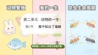 科学三年级下册（2024）6.茧中钻出了蚕蛾教学课件ppt