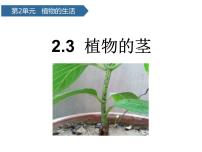 小学科学青岛版 (六三制2017)三年级上册7 植物的茎示范课课件ppt