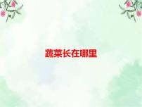 小学科学粤教粤科版 (2017)一年级上册7.蔬菜长在哪里公开课课件ppt