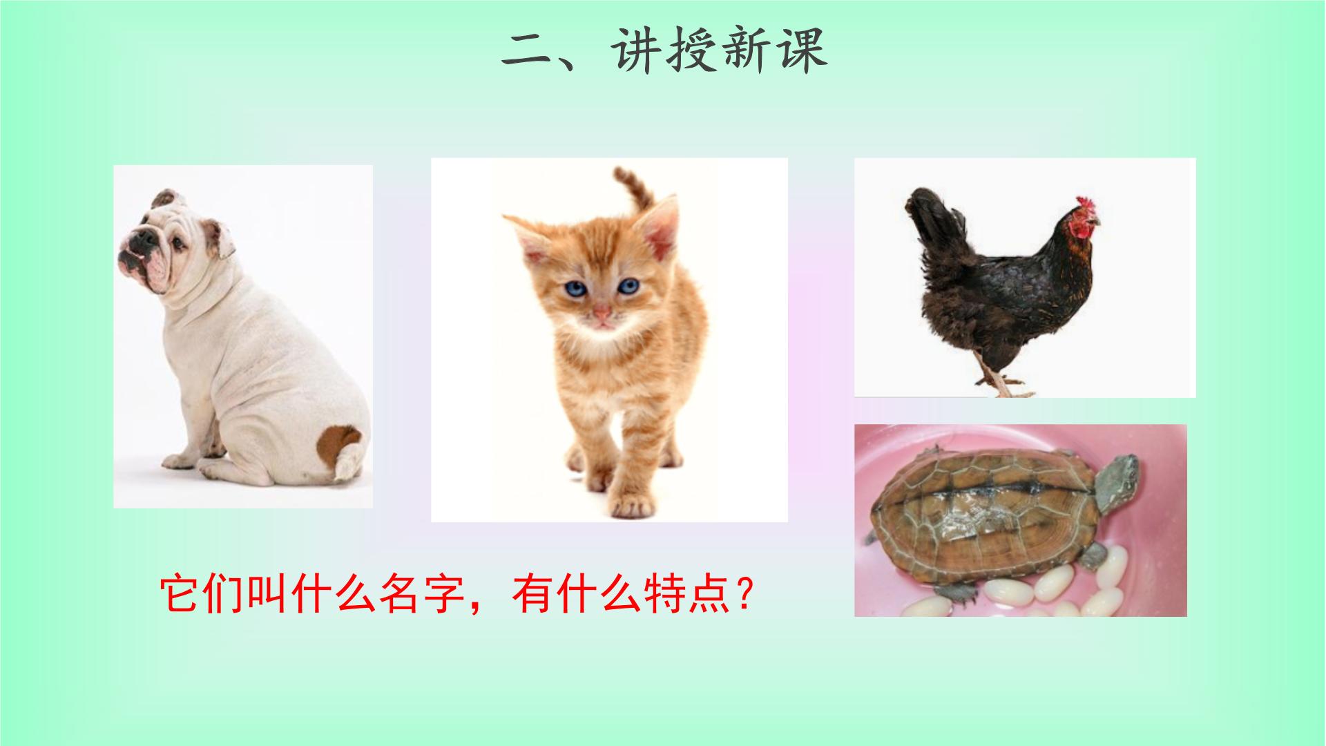科学常见的家养动物教案-教习网