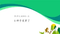 苏教版 (2017)三年级下册1 种子发芽了教案配套ppt课件