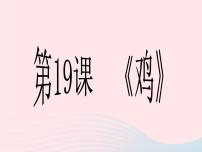 鄂教版三年级上册19 鸡背景图ppt课件