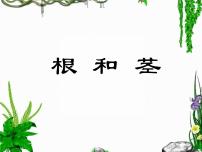 小学科学苏教版三年级下册2.根和茎示范课课件ppt