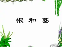 小学科学苏教版三年级下册2.根和茎示范课课件ppt