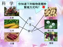 科学三年级下册2.种植我们的植物教课ppt课件