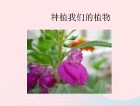 小学科学教科版三年级下册2.种植我们的植物课文内容课件ppt