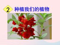 小学科学教科版三年级下册2.种植我们的植物多媒体教学课件ppt