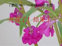 小学科学教科版三年级下册植物的生长变化6.开花了，结果了课堂教学课件ppt