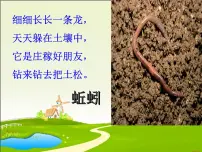 小学苏教版 (2017)第三单元 土壤与生命9 寻访土壤中的小动物课文内容ppt课件