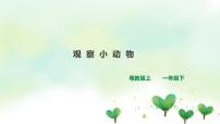 小学科学粤教粤科版 (2017)一年级下册第4单元 校园里的生物13 观察小动物精品课件ppt