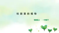 小学科学粤教粤科版 (2017)一年级下册14 校园里的植物公开课ppt课件