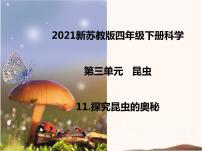 苏教版 (2017)四年级下册11 探究昆虫的奥秘一等奖ppt课件