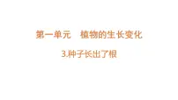 小学科学教科版 (2017)四年级下册3.种子长出了根课文配套ppt课件