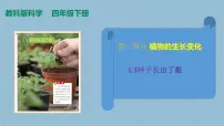 小学3.种子长出了根授课ppt课件