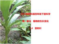 小学科学植物的生长变化4.茎和叶评课ppt课件